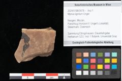 Foto (Objekt + Etikett) von Myrica lignitum Unger (NHMW-GEO-2024-0188-0678)